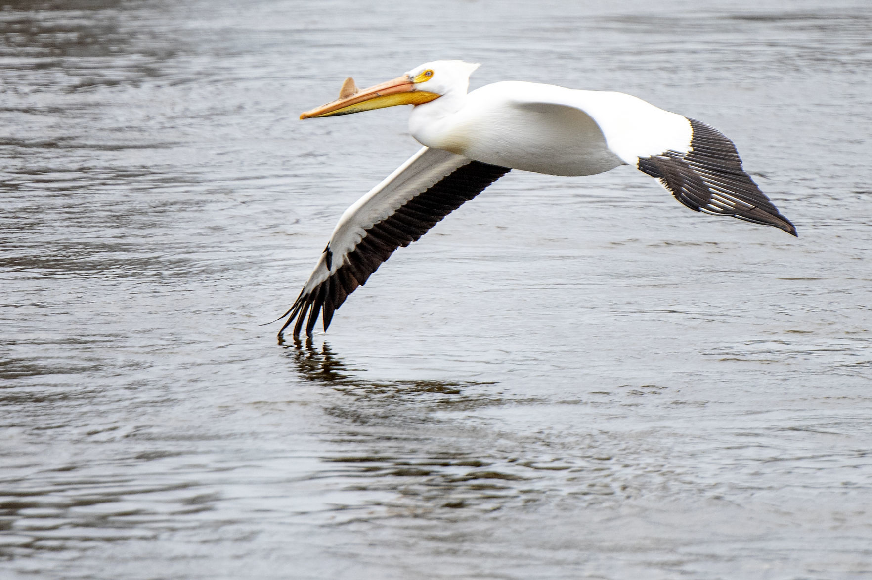 190423_PELICANS03